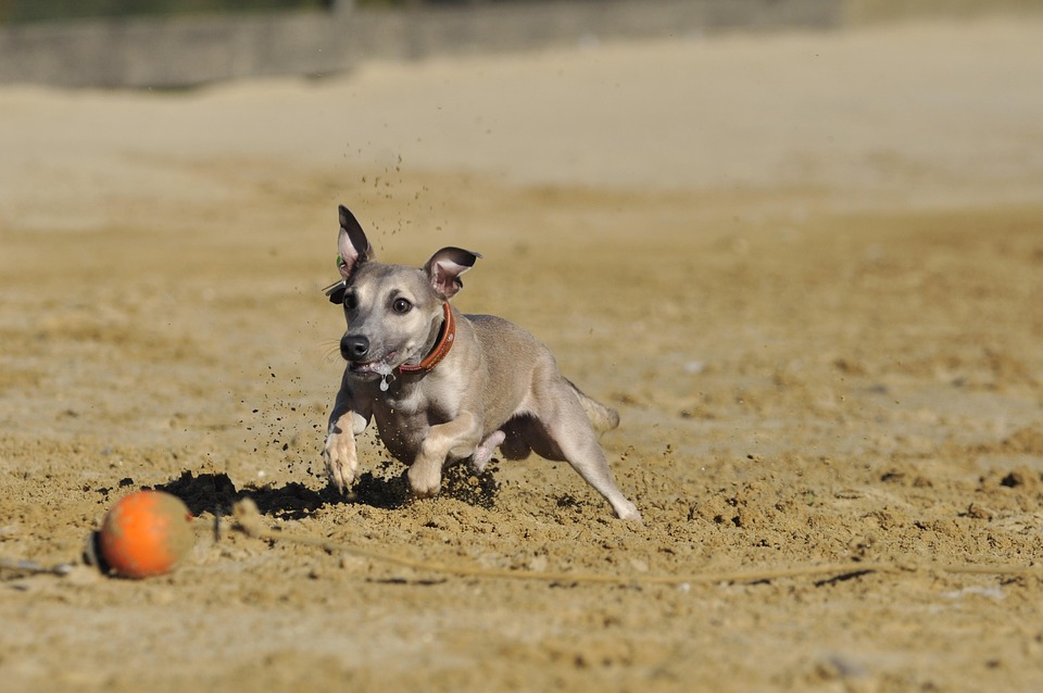Unveiling the Gentle Spirit of Greyhounds: Emotional Companions Unleashed