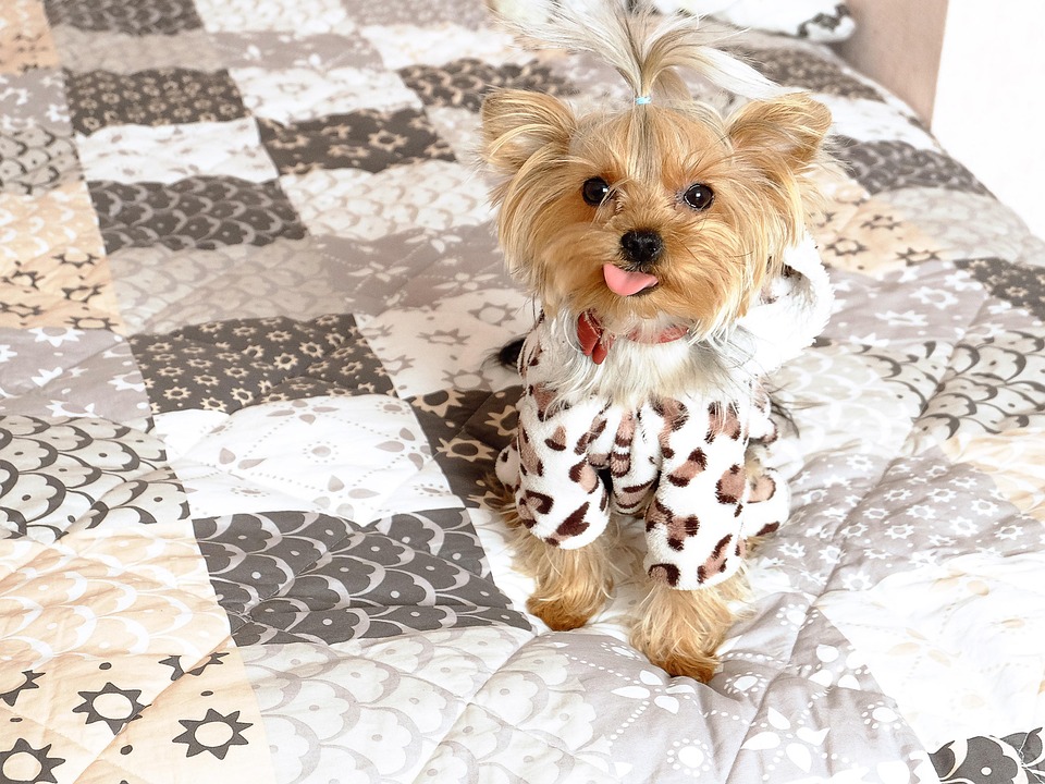 Why Biewer Terriers Make the Perfect Family Pets: Traits & Tips