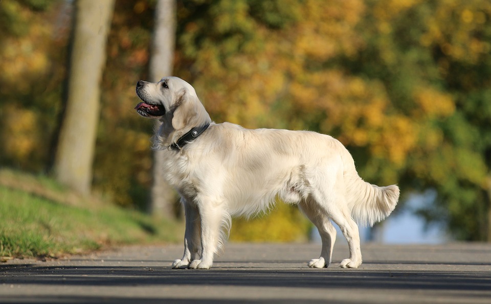 Why Golden Retrievers Are the Perfect Family Dog: Loving Companions