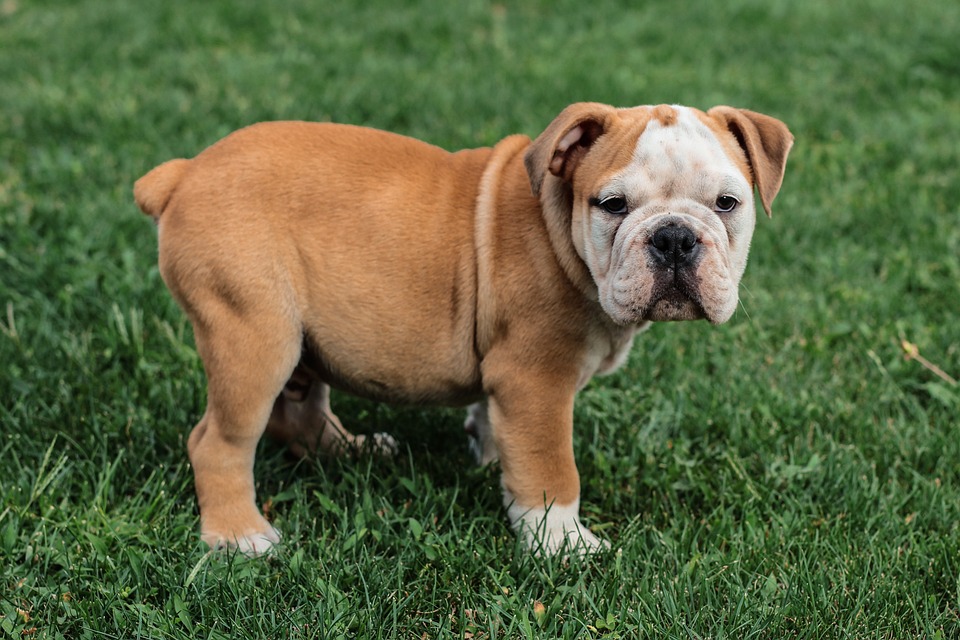 Bulldogs Unleashed: Caring for Your Lovable Couch Companion