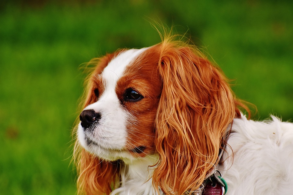 Discover the Gentle Giant: Why Clumber Spaniels Make Ideal Pets