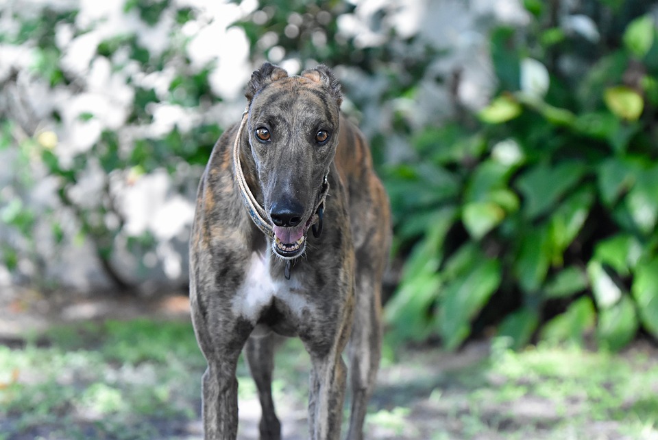 Greyhound Love: Unique Traits & Tips for Happy, Healthy Pets