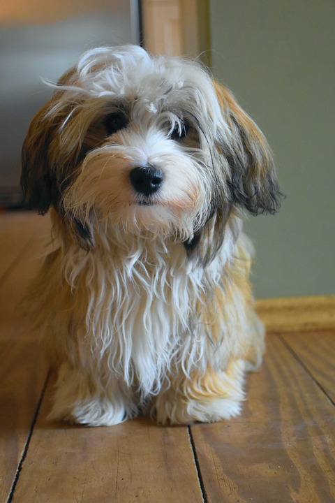 Havanese Dogs: The Ultimate Companion with Personality Plus!