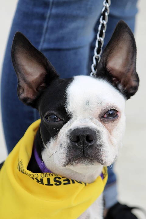 Top 5 Quirky Traits of Bull Terriers Every Owner Should Know