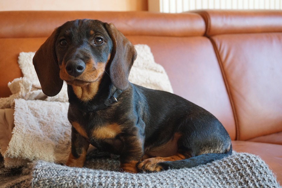 Why Dachshunds Make the Best Friends: Emotional Benefits Revealed