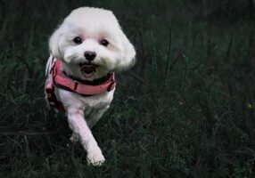 10 Adorable Traits of Maltese Dogs: A Pet Owner's Guide to Love