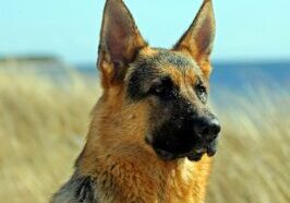 10 Unique Traits of German Shepherds That Will Melt Your Heart