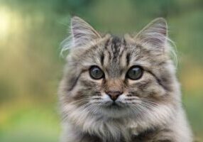5 Heartwarming Traits of the Norwegian Forest Cat You’ll Love!