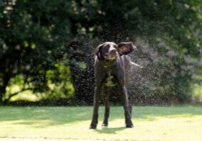 Care Tips for German Shorthaired Pointers: A Happy, Healthy Life!