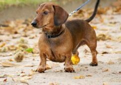 Caring for Your Dachshund: Tips for a Happy, Healthy Pup