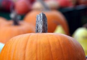 Caring for Your Hokkaido: Essential Tips for Happy, Healthy Pets