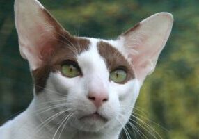 Caring for Your Oriental Shorthair: Tips for Happy, Healthy Cats