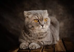 Caring for Your Scottish Fold: Tips for a Happy, Healthy Purr-sonality