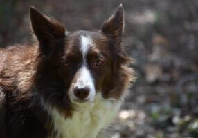 Collie Care 101: Essential Tips for a Happy, Healthy Pup