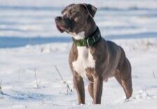 Dandie Dinmont Terriers: Quirky Traits That Will Melt Your Heart!