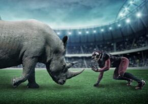 Discover the American Wirehair: Unique Traits That Melt Hearts!