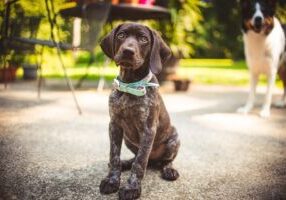 Discover the GSP's Unique Traits: A Perfect Companion for Active Lifestyles