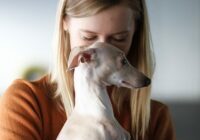 Discover the Joy: Emotional Benefits of Adopting an Italian Greyhound