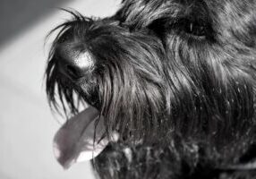 Discover the Unique Charm of Giant Schnauzers: A Breed Overview