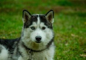 Discover the Yakutian Laika: Your Loyal Companion with a Heart of Gold