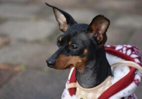 Get to Know the German Pinscher: Playful Personalities and Fun Facts!