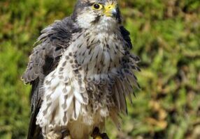 Harrier Dogs: Care Tips & Personality Traits Every Owner Should Know