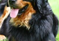 Hovawarts: Your Loyal Companion and Family Protector!