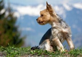 Lively Companion: Discover the Adorable Japanese Terrier's Unique Traits