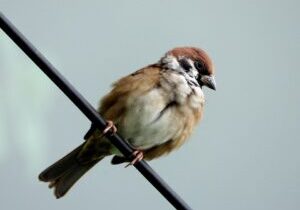 Meet the Arabian Mau: Your Playful Companion with a Heart of Gold