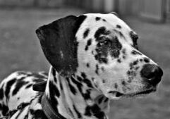 Spotting Happiness: Emotional Benefits of Owning a Dalmatian