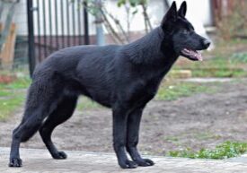 The Heart of a Hero: Unique Traits That Define German Shepherds