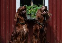 The Joyful Irish Setter: Unleashing Love and Laughter at Home
