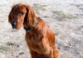 The Joyful Nature of Irish Red and White Setters: Care Tips & More!