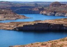 The Unique Charm of Glen of Imaal Terriers: A True Companion Guide!