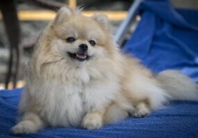Top 7 Unique Facts About German Spitz That Every Owner Should Know!