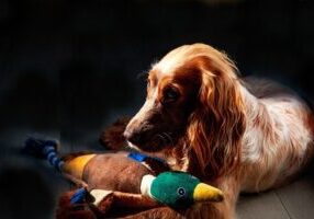 Top Care Tips for Your Cocker Spaniel: Happy Paws, Happy Hearts!