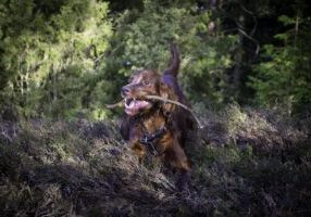 Top Care Tips for Your Irish Red and White Setter's Happy Life