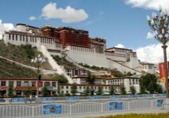 Unveiling the Lhasa Apso: Unique Traits That Melt Hearts