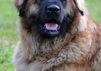 Why a Leonberger Might Be Your Family's Best Emotional Support Animal
