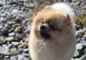 Why the German Spitz Makes the Perfect Family Pet: Uncover the Joy!