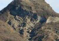 Why the Lagotto Romagnolo is the Perfect Family Dog!